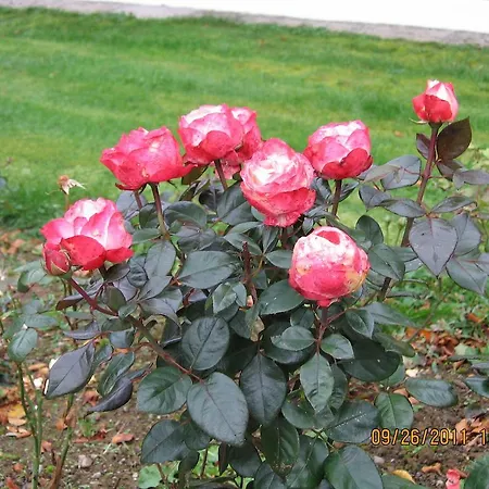 Birchwood 3* Kells (Meath)