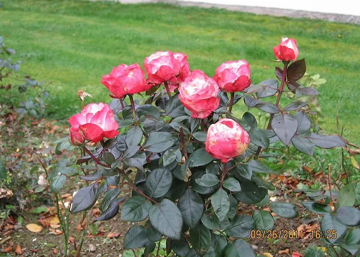 Birchwood 3* Kells (Meath)